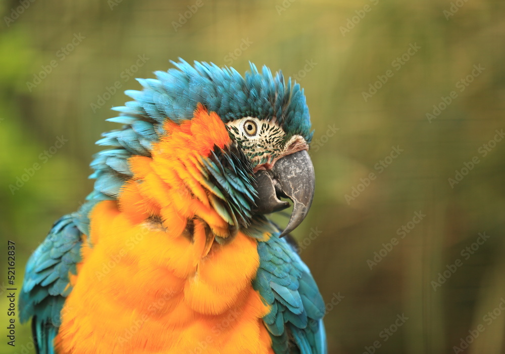 Obraz premium portrait de l'ara bleu ararauna