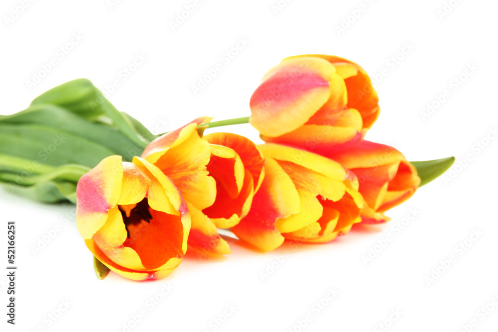 Beautiful orange tulips isolated on white Beautiful orange tulips isolated on white