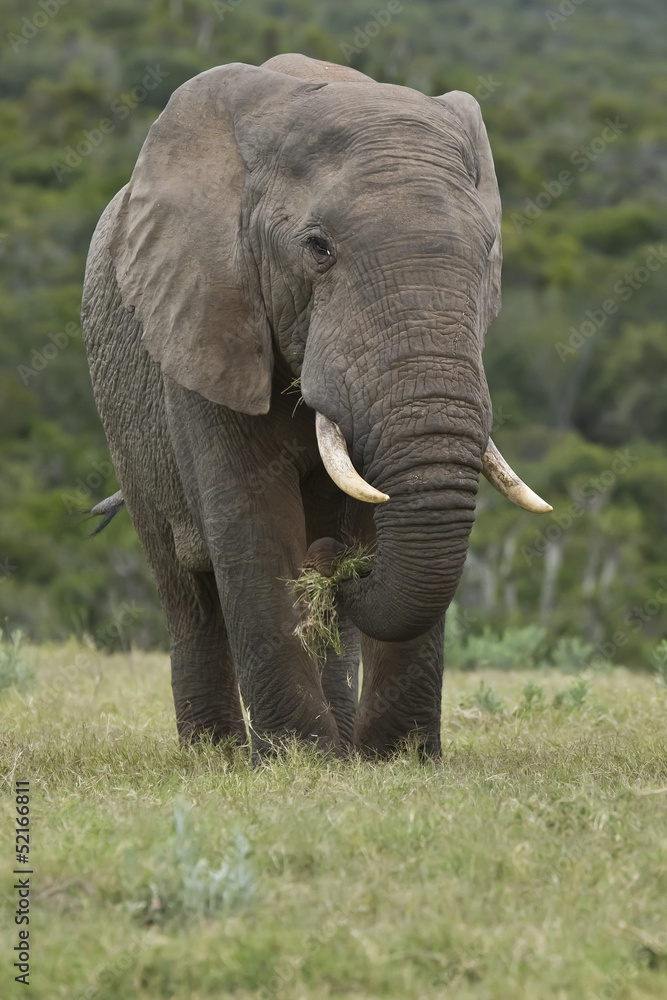 Fototapeta premium Elephant eating some grass