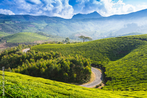 Road on a tea plantations
