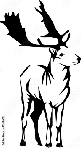 fallow deer
