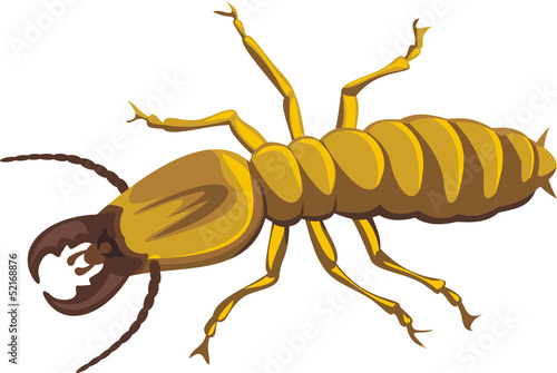 termite