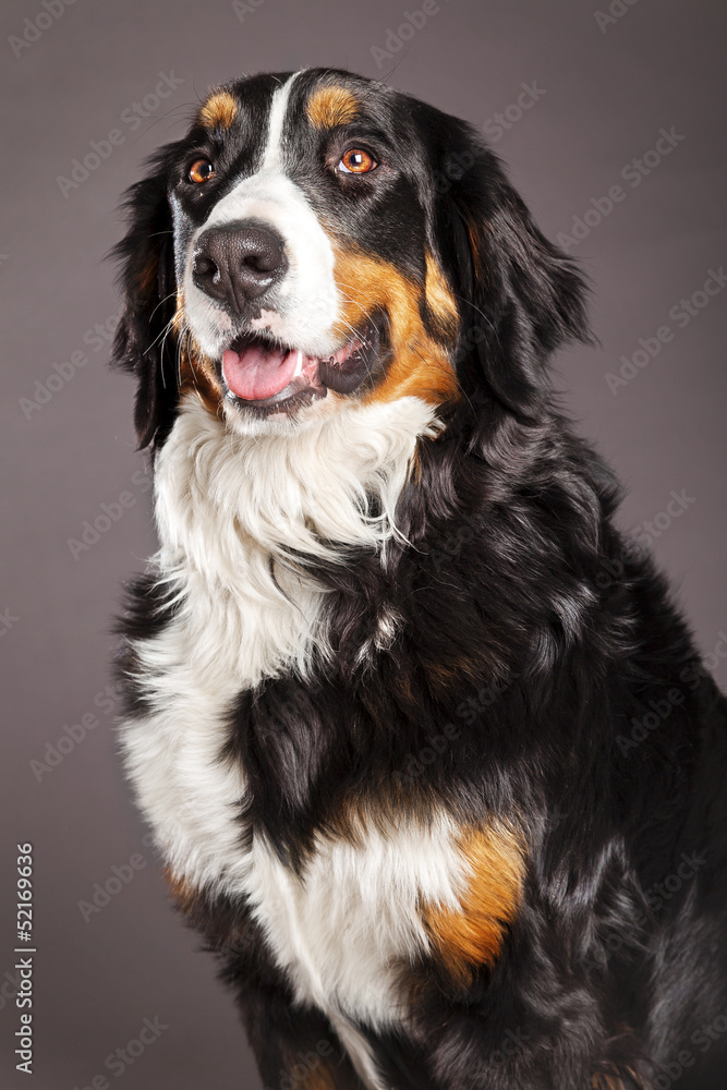 Bernard Sennenhund Studio Portrait