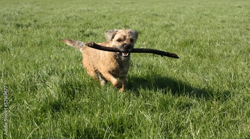Photos scruffy little dog running with stick