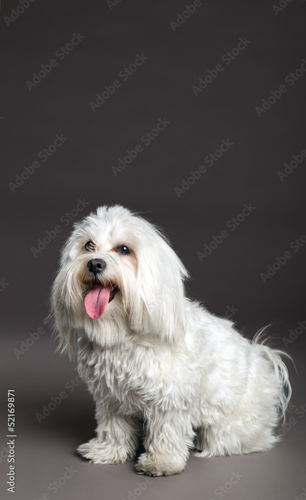 Maltese Dog Studio Portrait