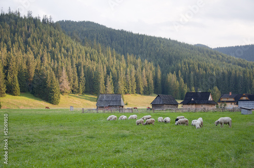 Sheep in the meadow - Chochołów, Zakopane