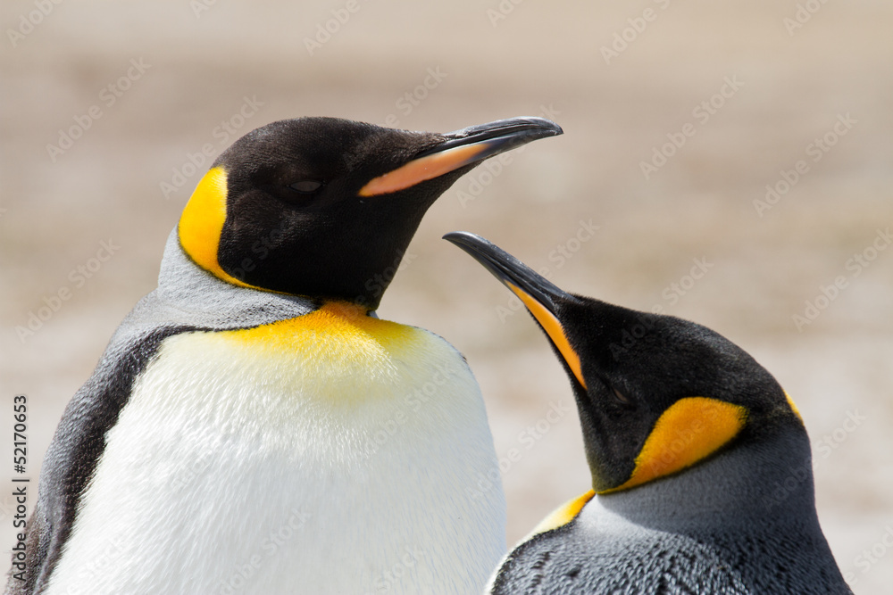 Fototapeta premium King penguin close up, Falkland Islands