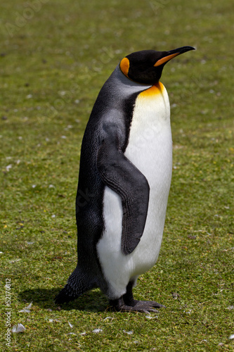 King penguin  Falkland Islands