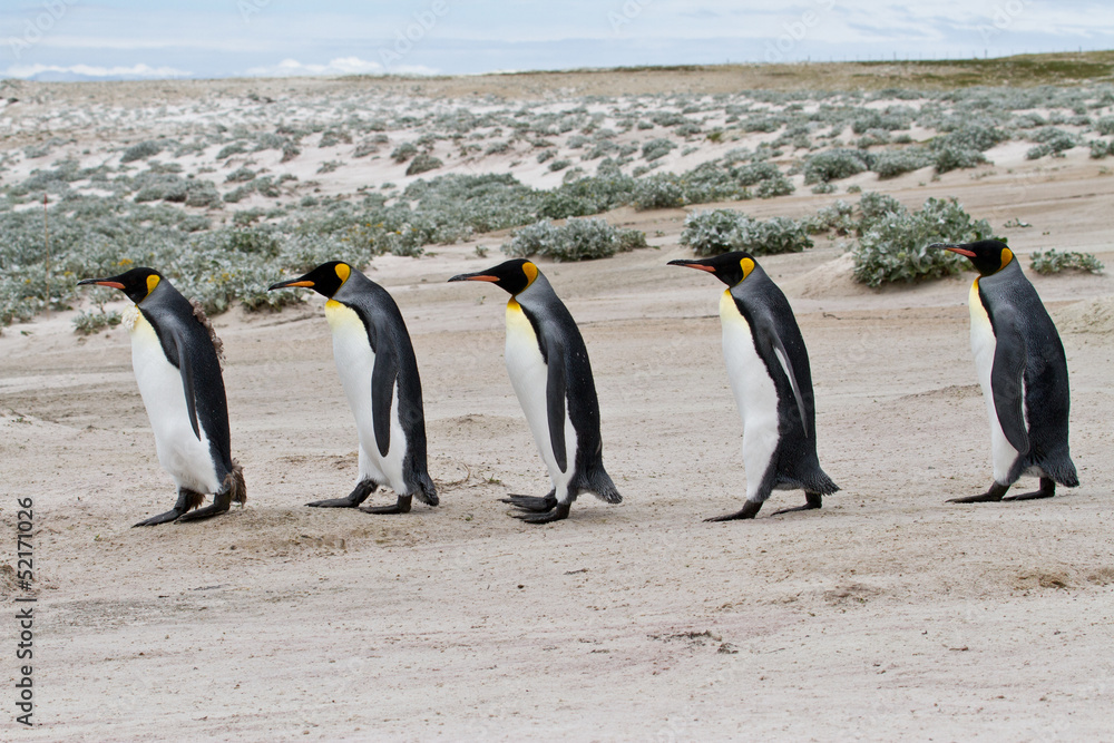 Obraz premium king penguins walking in a row