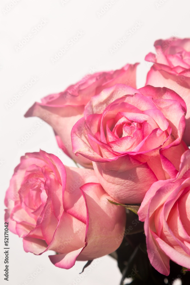 Roses Roses