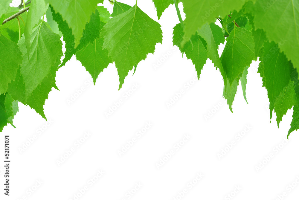 Fototapeta premium liście brzozy na białym tle