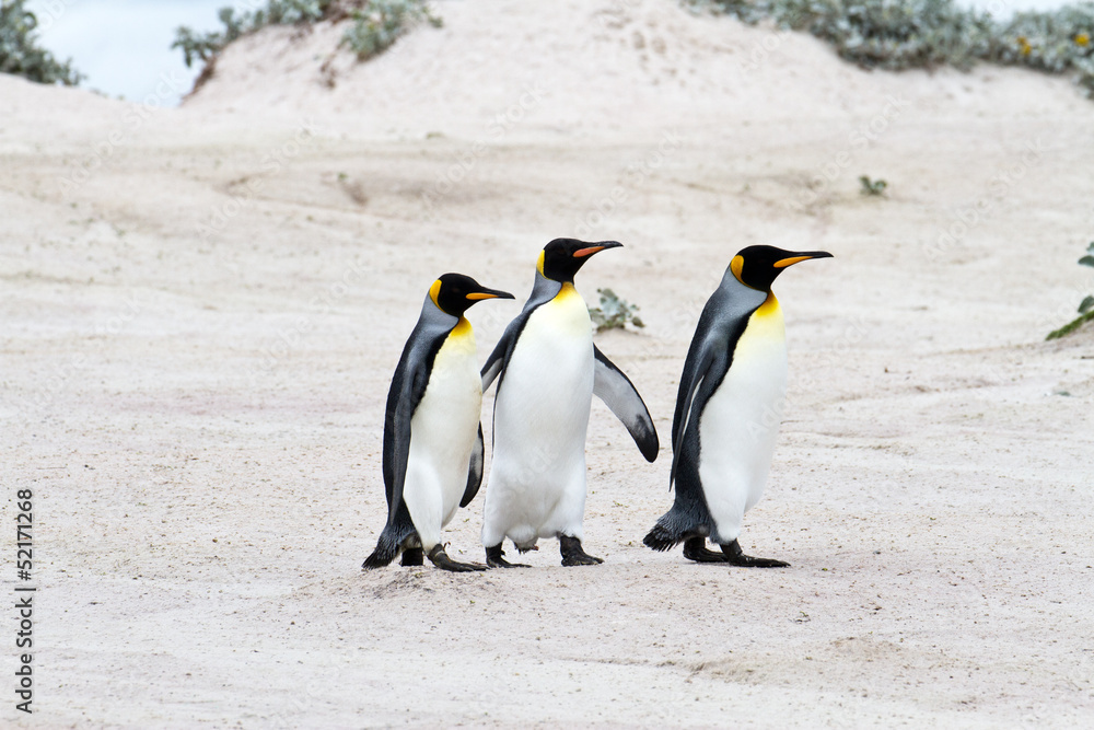 Fototapeta premium King penguins walking in a row, falkland islands