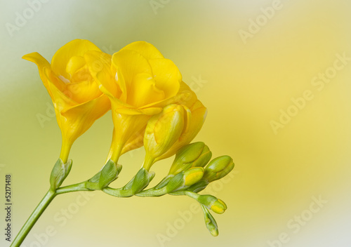 Yellow freesia on yellow and green background photo