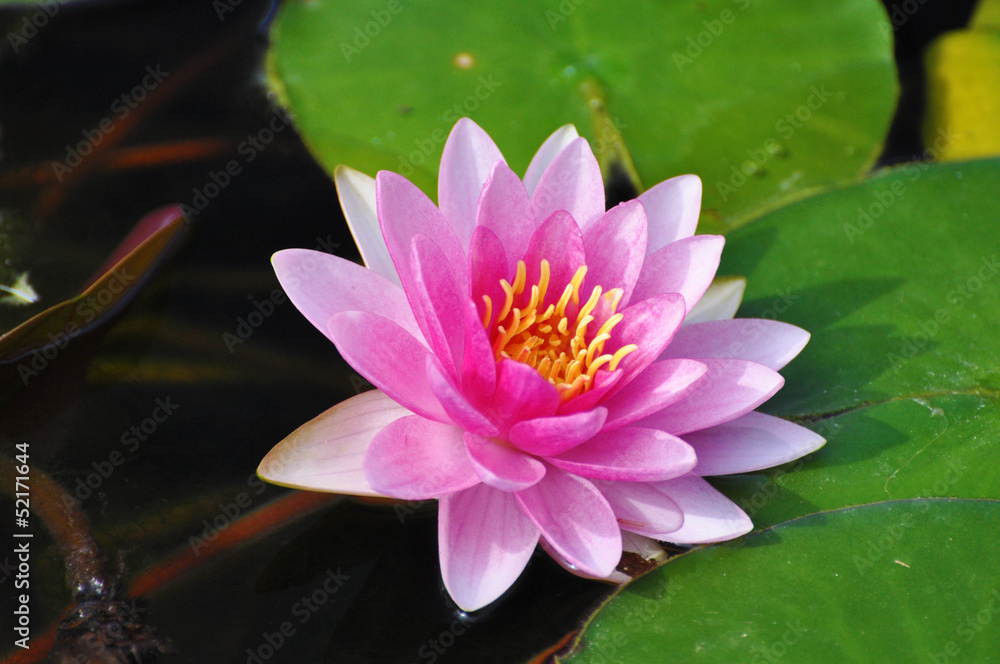 Seerose, Water Lily Seerose, Water Lily