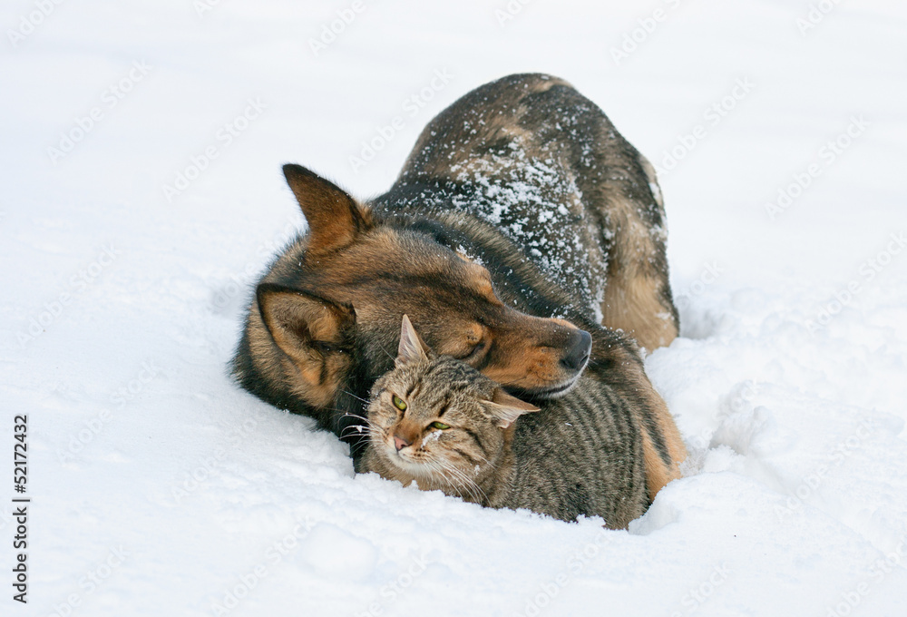 Naklejka premium Dog hugging cat in the snow