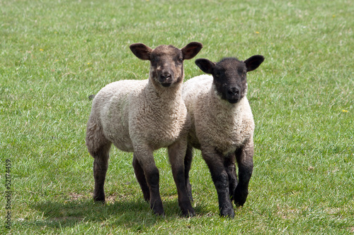 lamb trotting while watching