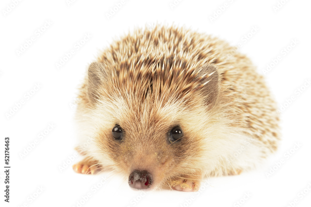 Obraz premium Hedgehog
