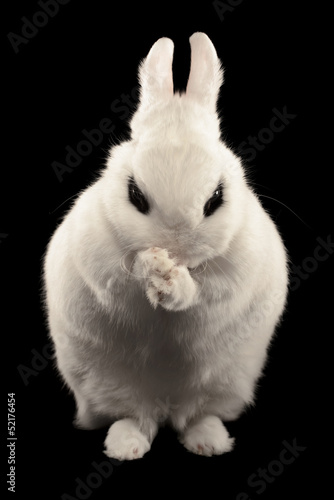 Dwarf Hotot Rabbit
