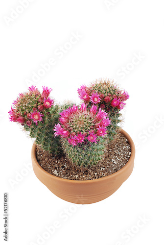 Cactus Fiore