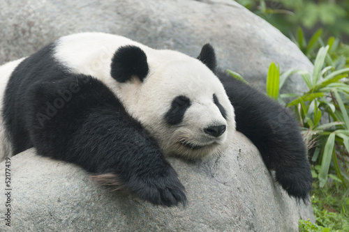 Obraz na plátně Panda