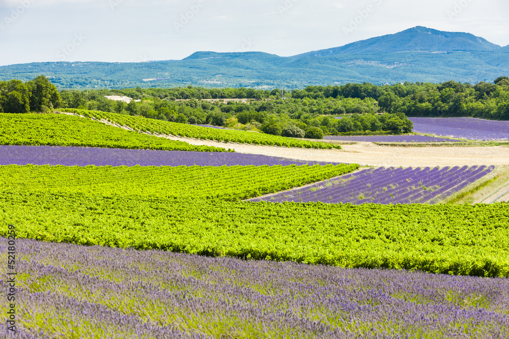 lavender fields with vineyards, Rhone-Alpes, France