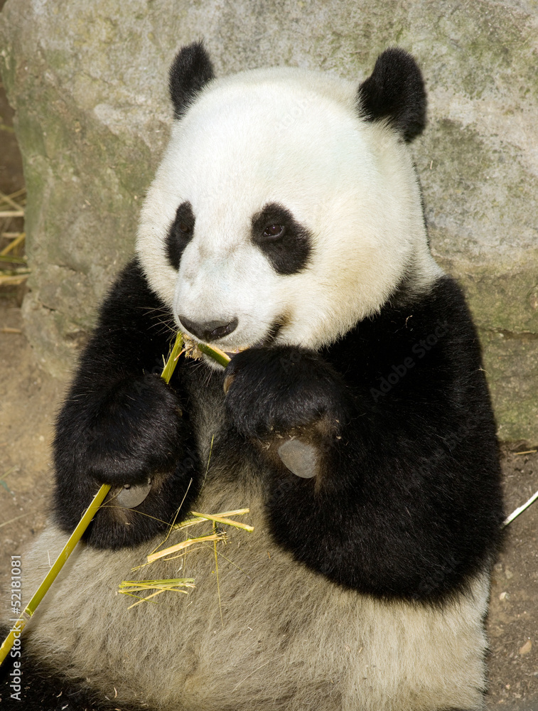 Fototapeta premium Giant Panda Eats Bamboo Shoot