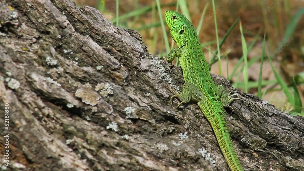 Sand lizard male basking in the sun, medium shot Sand lizard male basking in the sun, medium shot