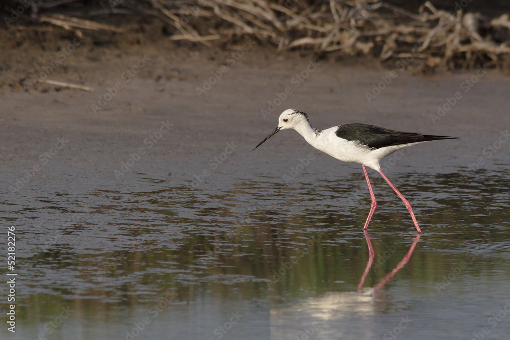 Cavaliere d'italia (Himantopus himantopus) Cavaliere d'italia (Himantopus himantopus)