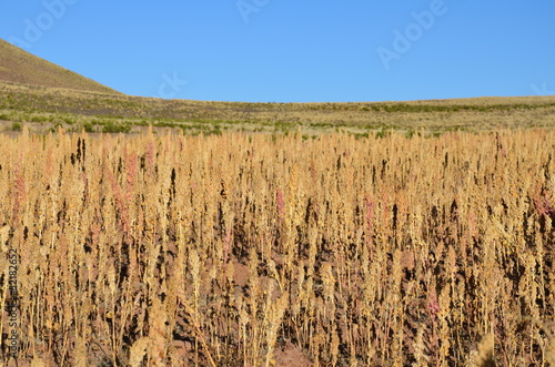 field of quinoa