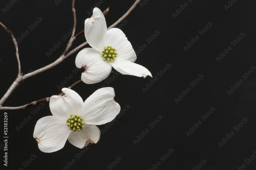 Fototapeta premium Branch of white dogwood blossoms