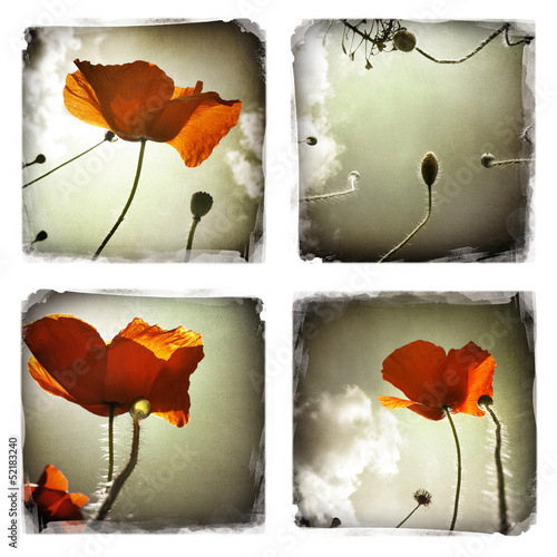 Smartphoneography - poppies photo