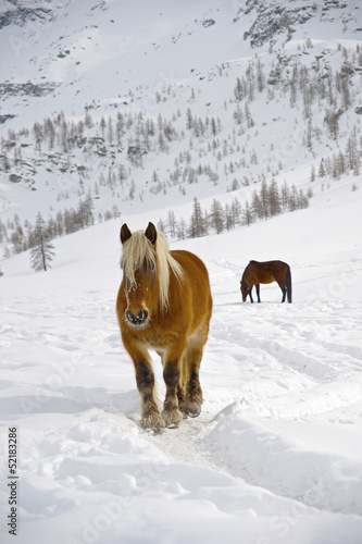 Brown and wild horse in snow