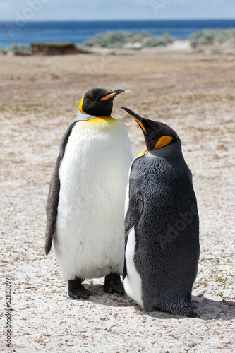 King penguin  Falkland Islands
