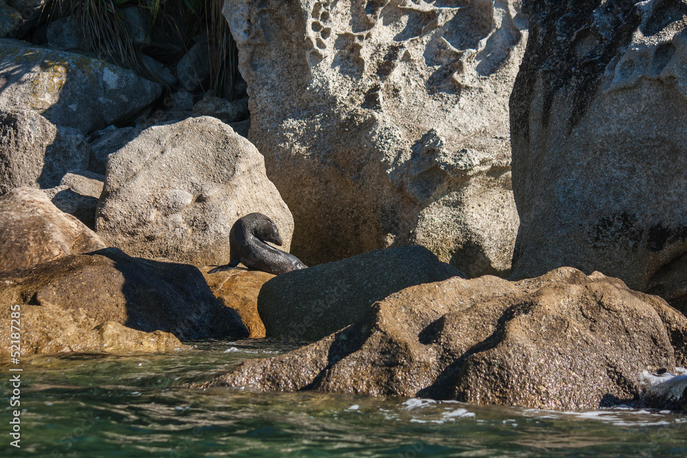 Fototapeta premium basking seal in Abel Tasman National Park