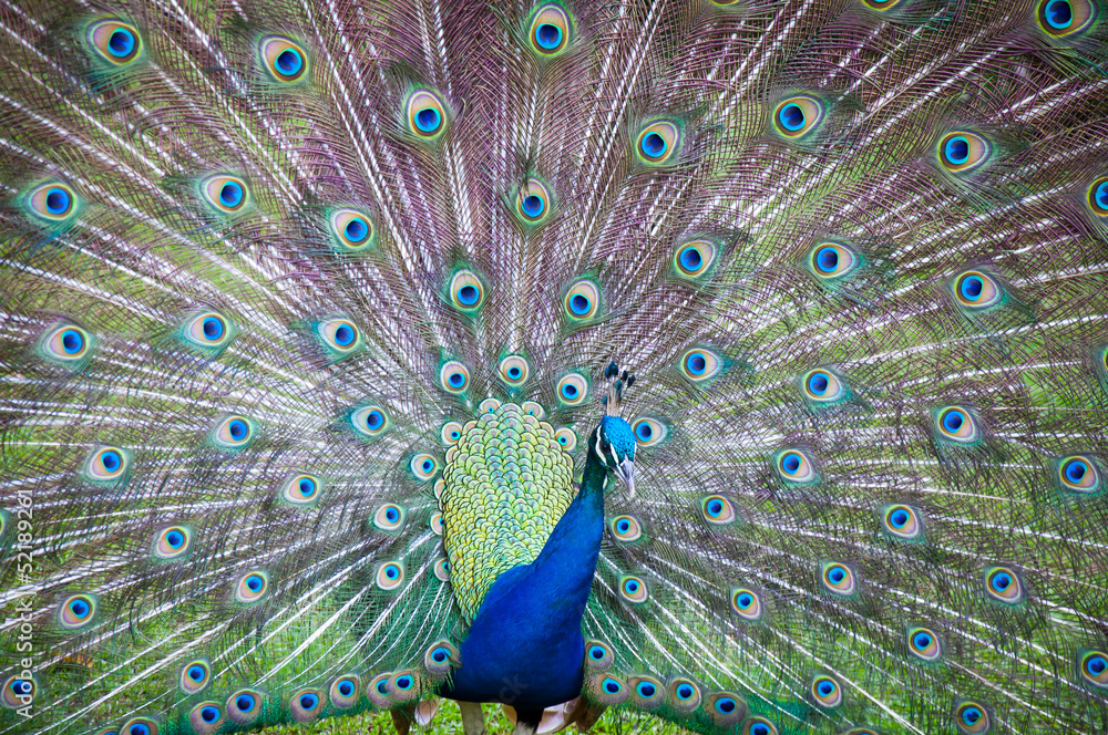 Fototapeta premium Peacock Spread tail-feathers