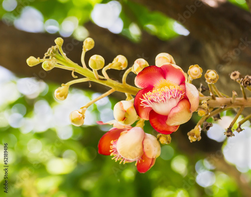 Shorea Robus flowers photo