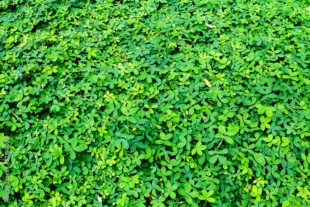Green leaf background Green leaf background
