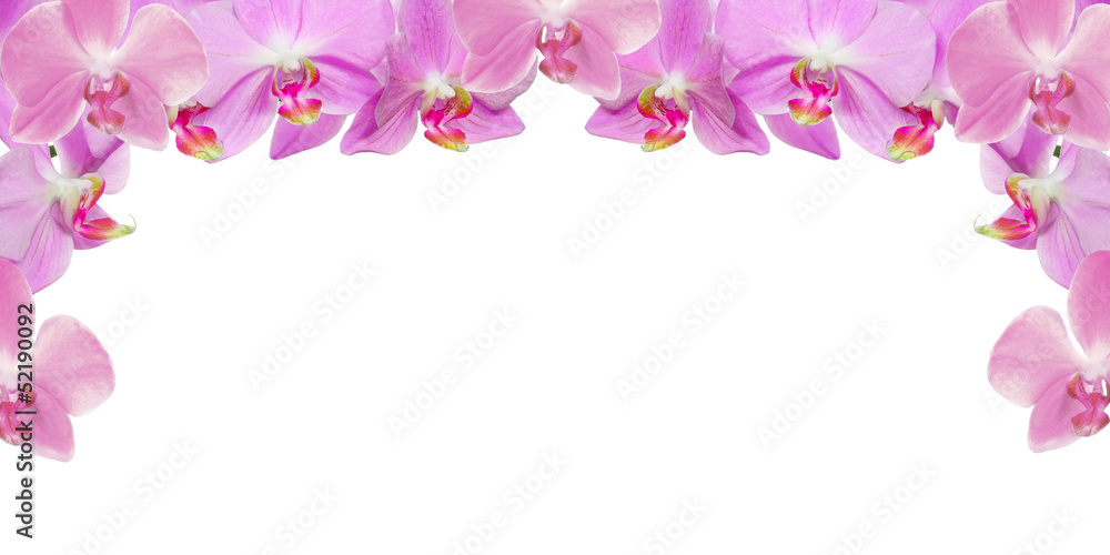 light pink orchid flowers haf frame