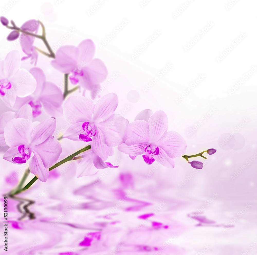 light pink orchids with reflection