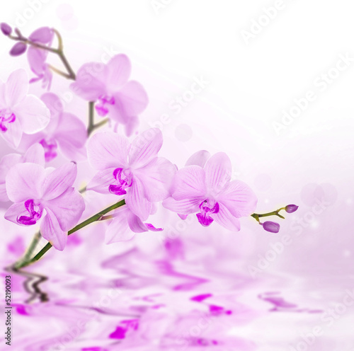 light pink orchids with reflection