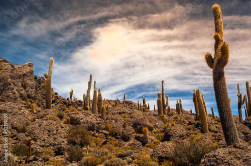 Cacti