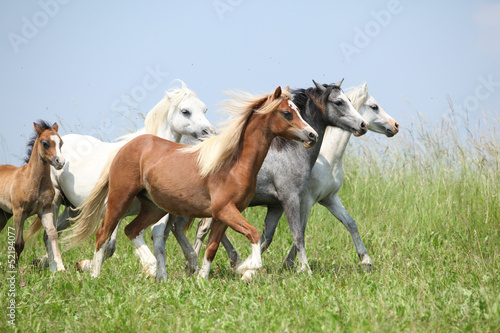 Fototapeta Naklejka Na Ścianę i Meble -  Batch of welsh ponnies running together on pasturage