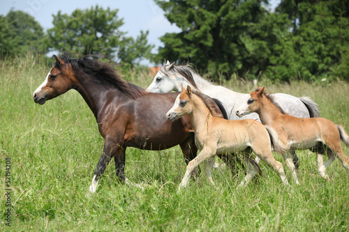Fototapeta Naklejka Na Ścianę i Meble -  Mares and foals running on pasturage