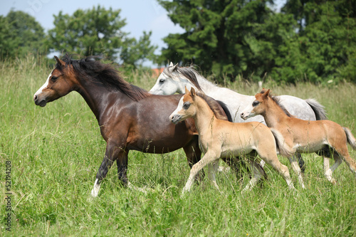 Mares and foals running on pasturage © Zuzana Tillerova