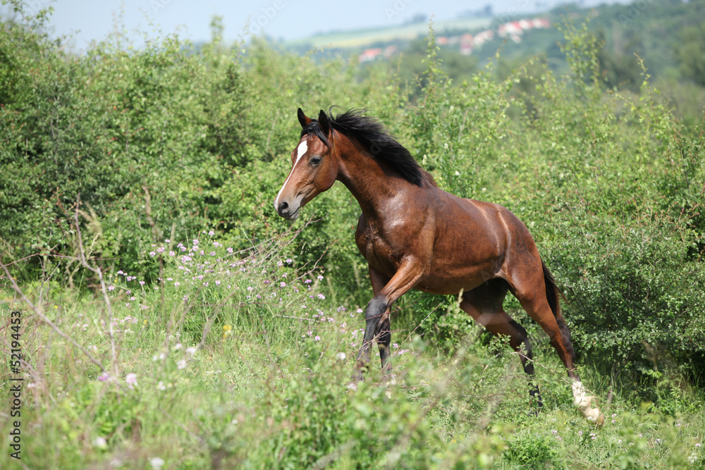 Fototapeta premium Nice young horse running uphill