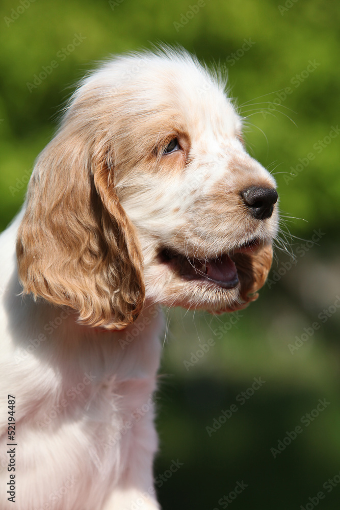 Portrait of smiling English Cocker Spaniel puppy Portrait of smiling English Cocker Spaniel puppy