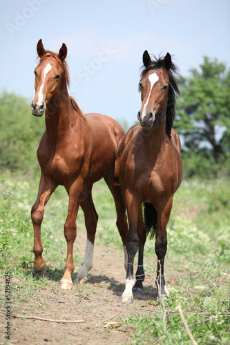 Two young horses looking at you