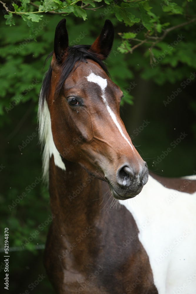 Obraz premium Portrait of skewbald mare in front of dark background