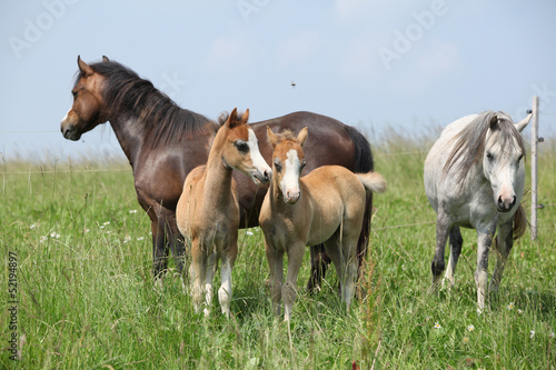 Two mares with two foals