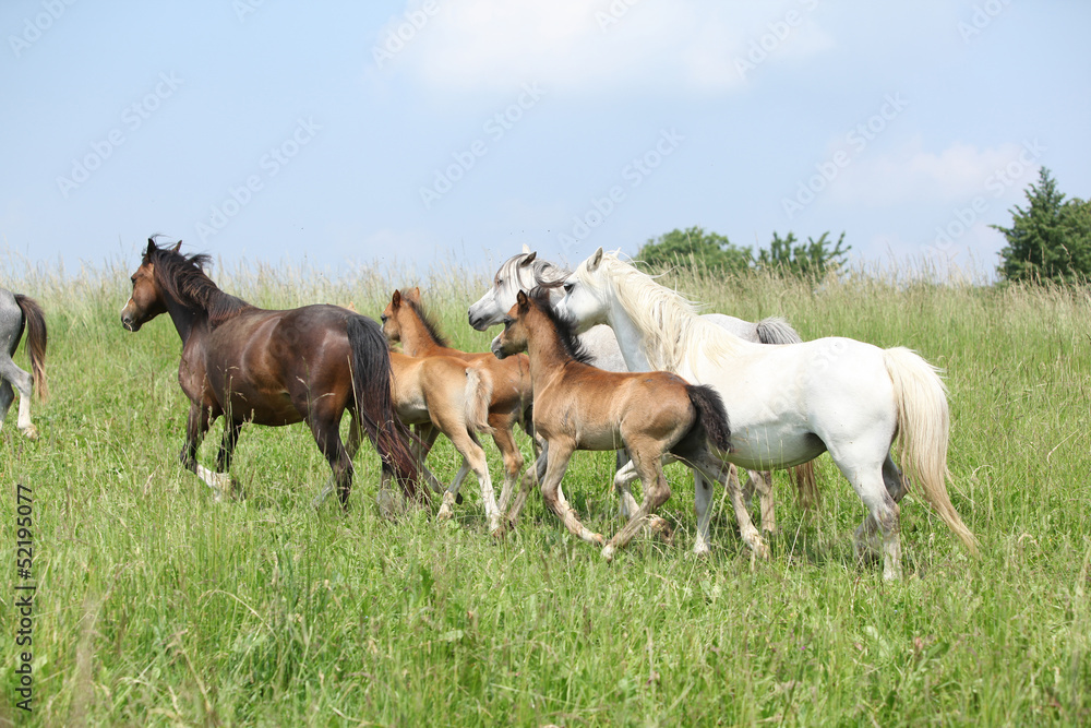 Mares and foals moving on pasturage Mares and foals moving on pasturage